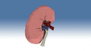 Modèle 3D de rein