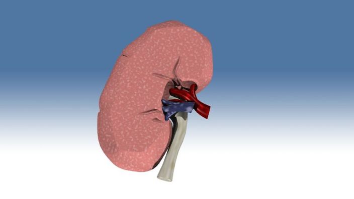Modèle 3D de rein